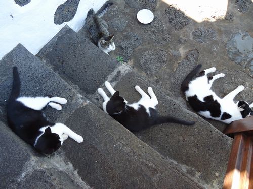lapalma_neko.JPG